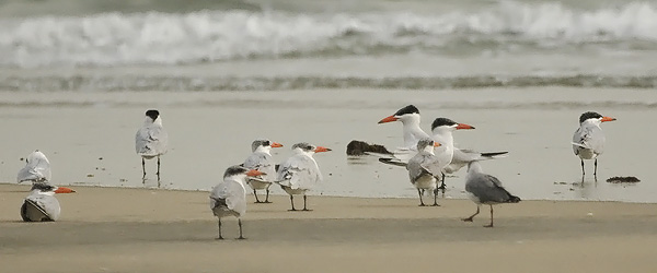 Räyskä, Caspian Tern, Hydroprogne caspia